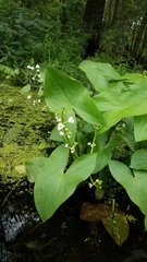 Sagittaria brevirostra