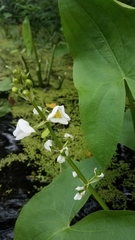 Sagittaria brevirostra