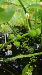 Sagittaria brevirostra