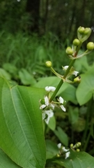 Sagittaria brevirostra