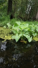Sagittaria brevirostra