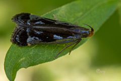 Dichomeris ochripalpella