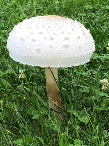 False Parasol (Chlorophyllum molybdites)