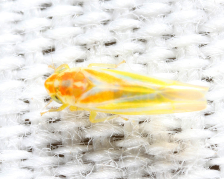 Erythridula clavata