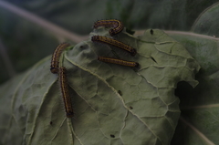 Ascia monuste orseis