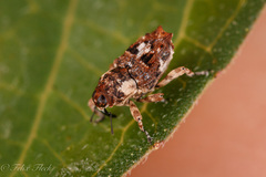 Cylindrocopturus