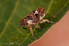 Cylindrocopturus