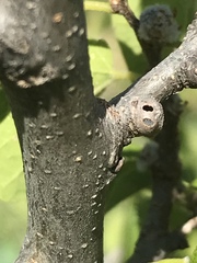 Pachypsylla celtidisgemma