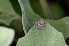 Tetraopes batesi