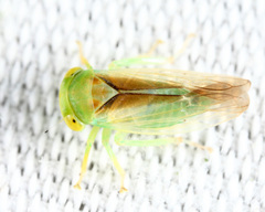 Populicerus suturalis