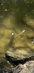 Nerodia rhombifer