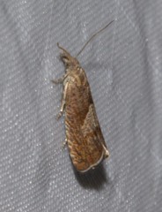 Dichrorampha acuminatana