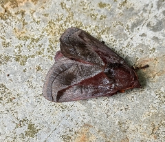 Phocoderma