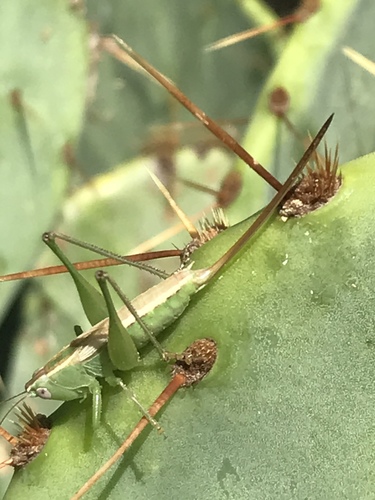 Straight-lanced Meadow Katydid photo 3