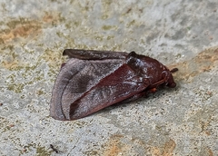 Phocoderma