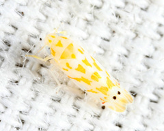 Eratoneura restricta