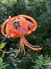 Lilium lancifolium