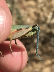 Chloroplus cactocaetes