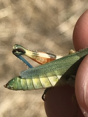 Chloroplus cactocaetes