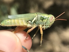 Chloroplus cactocaetes
