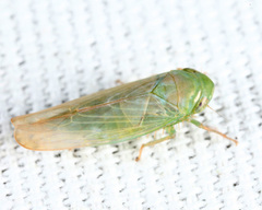 Chlorotettix borealis