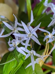 Amsonia illustris
