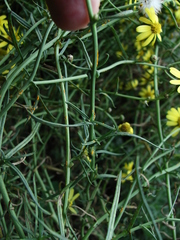 Senecio inaequidens