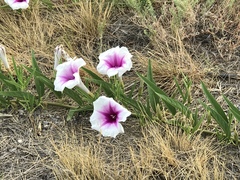 Ipomoea longifolia