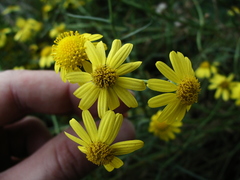 Senecio inaequidens