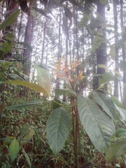 Palicourea padifolia