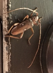 Eburia quadrigeminata