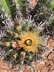Ferocactus herrerae