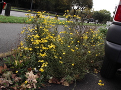 Senecio inaequidens