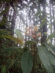 Palicourea padifolia