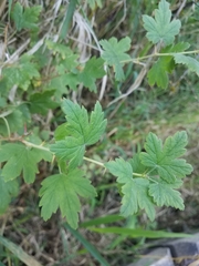 Ribes divaricatum
