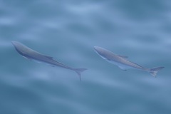 Rachycentron canadum