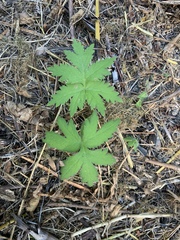 Hydrophyllum tenuipes