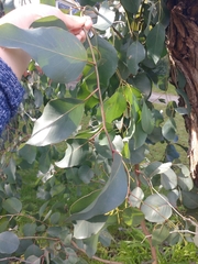 Eucalyptus rudis
