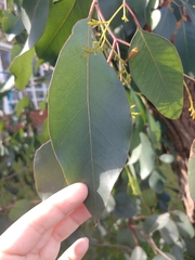 Eucalyptus rudis
