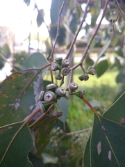 Eucalyptus rudis