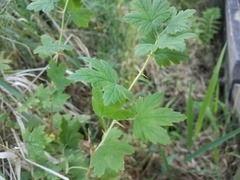 Ribes divaricatum