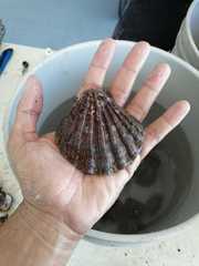 Nodipecten subnodosus