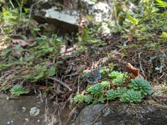 Sedum glaucophyllum