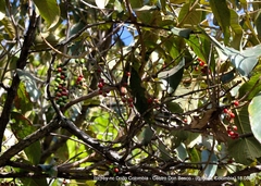 Citharexylum subflavescens