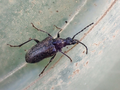 Rhagiini