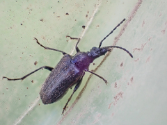 Rhagiini