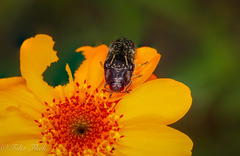 Acmaeodera mudgei