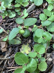 Gaultheria humifusa