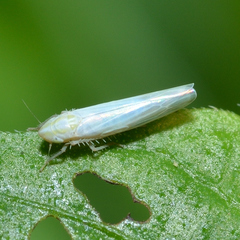 Dikraneura angustata