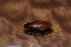 Blattoidae